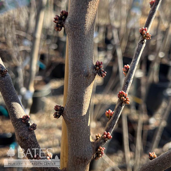 #7 Cercis can Cotton Candy/ Pink Flowering Redbud Native (TN)