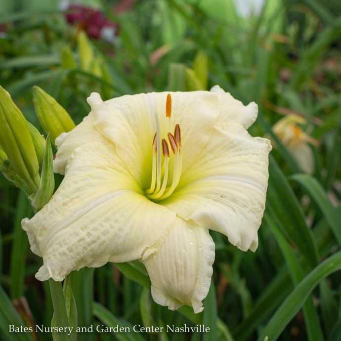 #1 Hemerocallis Joan Senior/White Daylily