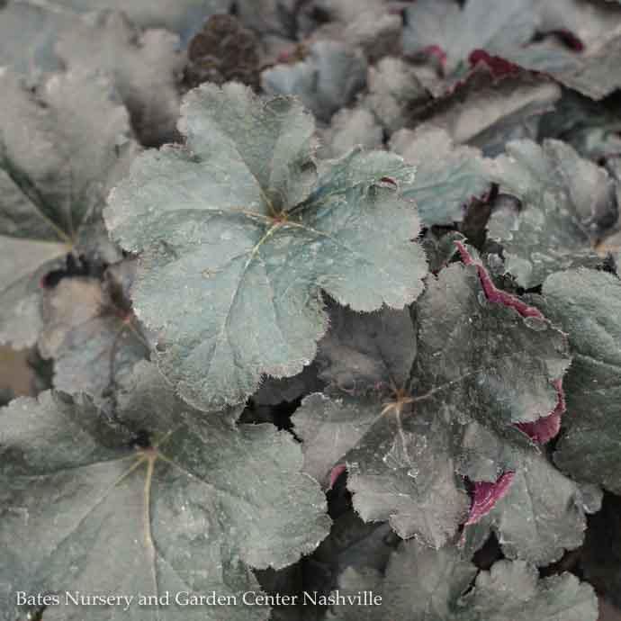 #1 Heuchera x PW Primo &#39;Black Pearl&#39;/ Coral Bells