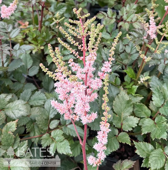 #1 Astilbe chin Spotlight/ Pink