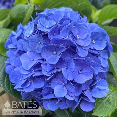 ◆Hydrangea4936◆ 2 Hydrangea mac Hi 'Horizon'/ Bigleaf/ Blue
