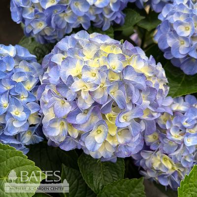2 Hydrangea mac Hi 'Horizon'/ Bigleaf/ Blue