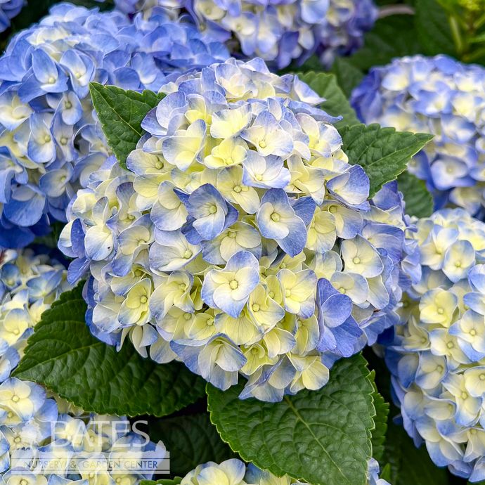 #2 Hydrangea mac Hi &#39;Horizon&#39;/ Bigleaf/ Blue