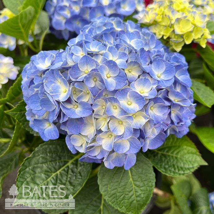 #2 Hydrangea mac Hi &#39;Horizon&#39;/ Bigleaf/ Blue
