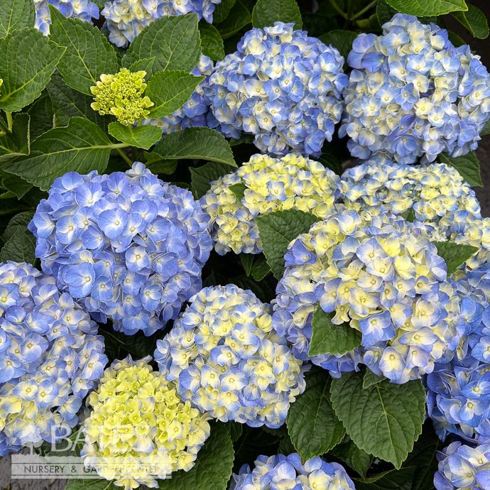 #2 Hydrangea mac Hi &#39;Horizon&#39;/ Bigleaf/ Blue