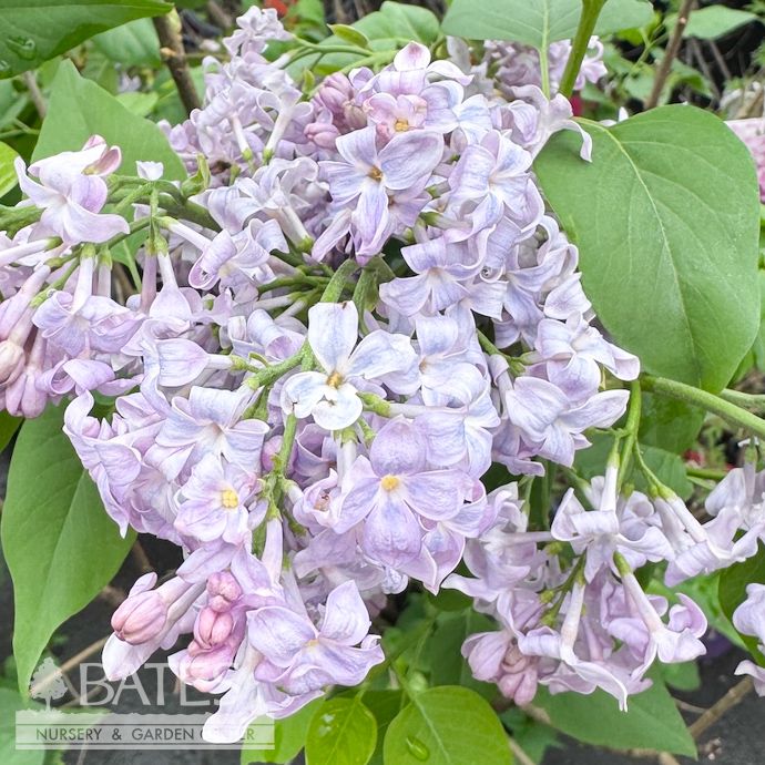 #5 Syringa Lavender Lady/ Lilac