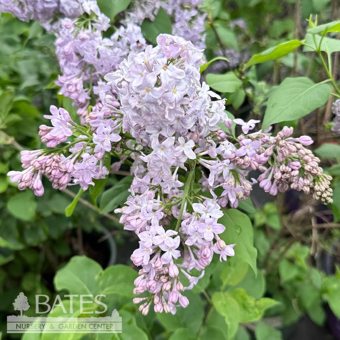 #5 Syringa Lavender Lady/ Lilac