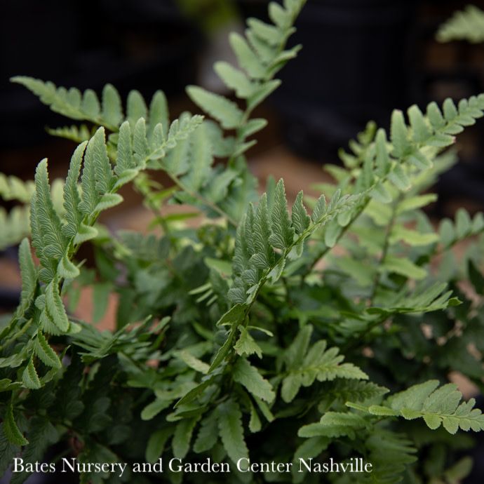 #2 Dryopteris tokyoensis Jurassic T-Rex/ Wood Fern/ Giant