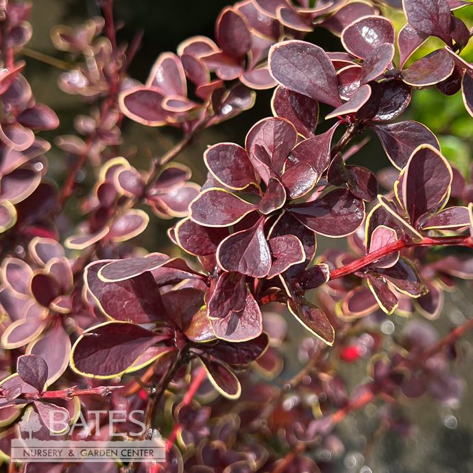 #3 Berberis thun FE Toscana/ Barberry