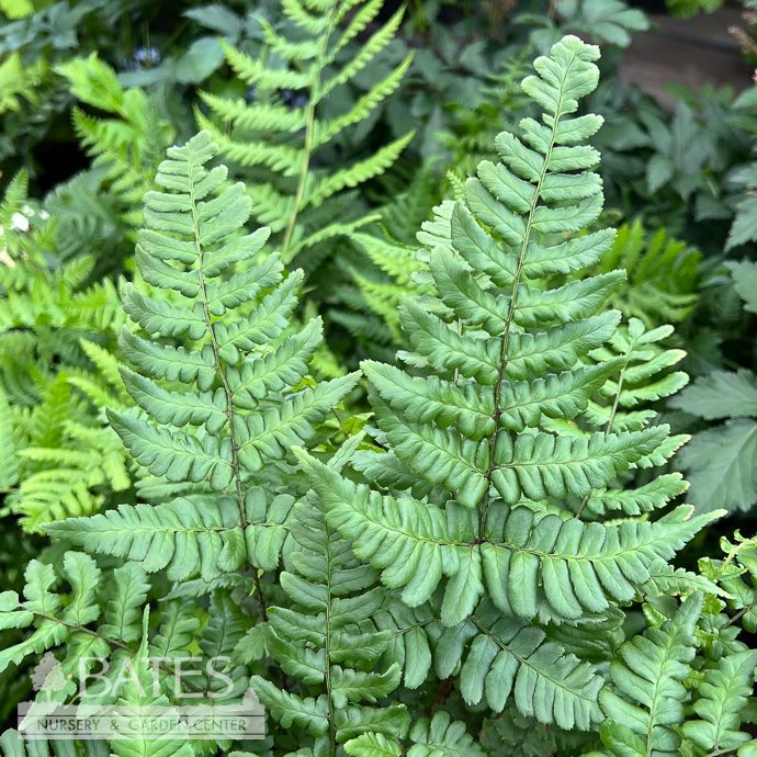 #1 Dryopteris championii/ Champion&#39;s Fern