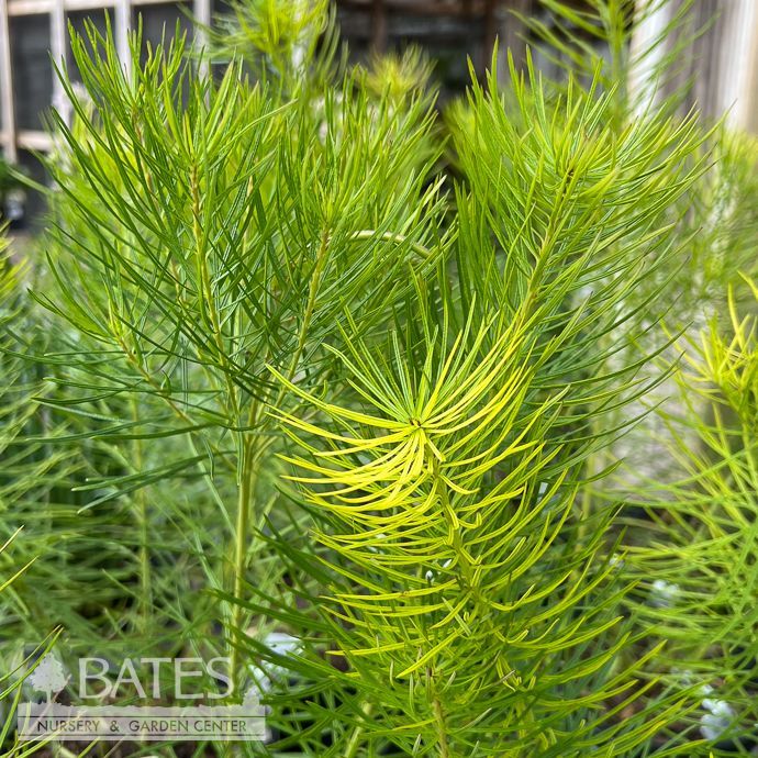 #1 Amsonia hub Blue Stars/ Arkansas Bluestar Native (R)