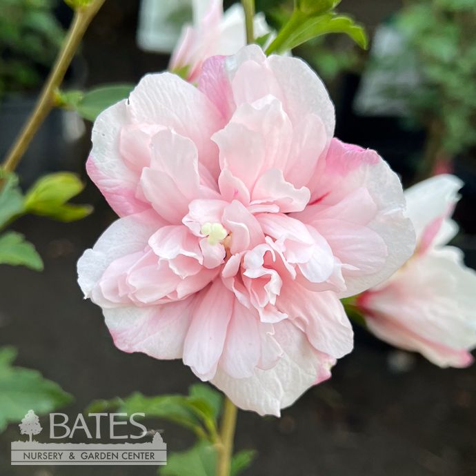 #3 Hibiscus syr Strawberry Smoothie/ Pink Rose of Sharon/ Althea