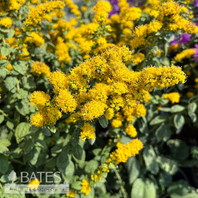#1 Solidago sphacelata Golden Fleece/ Goldenrod Native (TN)