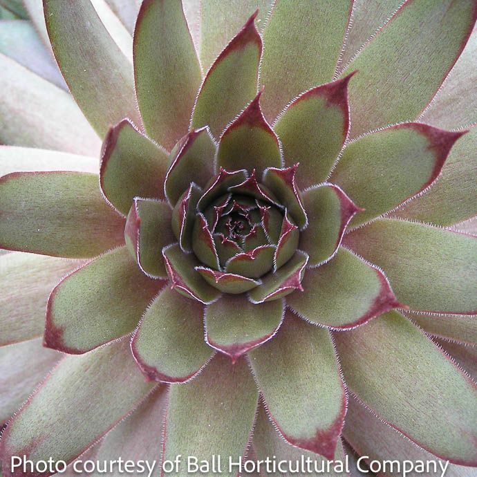 QP Sempervivum Red Beauty/ Hens and Chicks