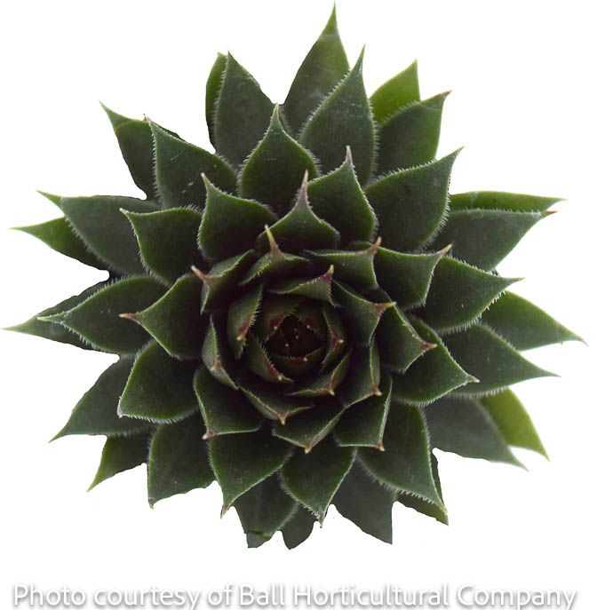 QP Sempervivum Red Beauty/ Hens and Chicks