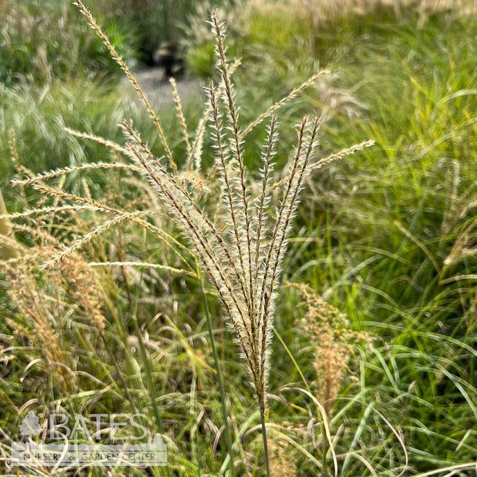 #1 Grass Miscanthus sine Gracillimus/ Maiden