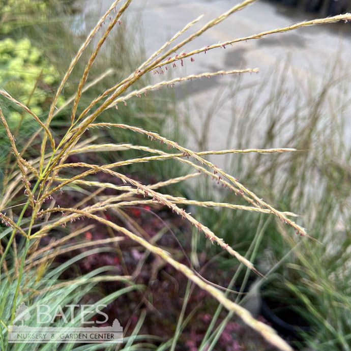 #1 Grass Miscanthus sine Gracillimus/ Maiden