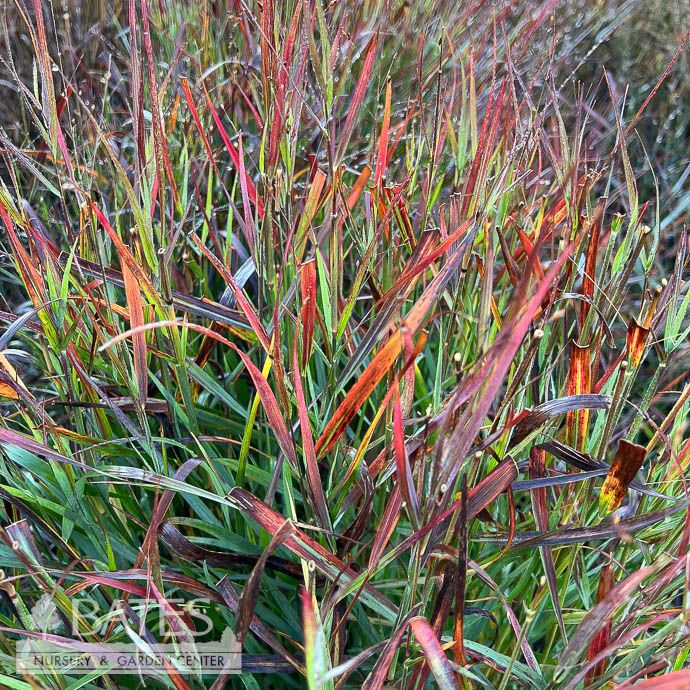 #1s Grass Panicum virg PW Cheyenne Sky/ Switch Native (TN)
