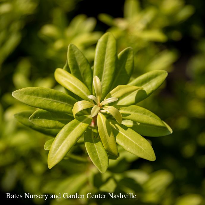 #2 Illicium parv SL Florida Sunshine/Yellow Anise Native (R)