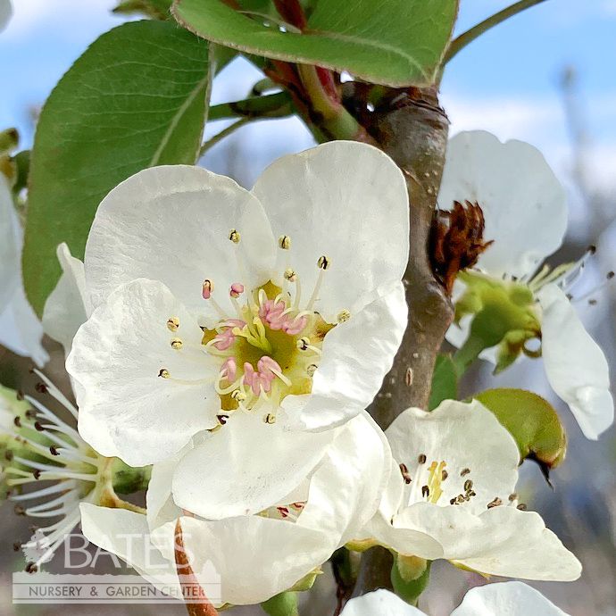 Edible #15 Pyrus com Kieffer/ Semi-dwarf Pear