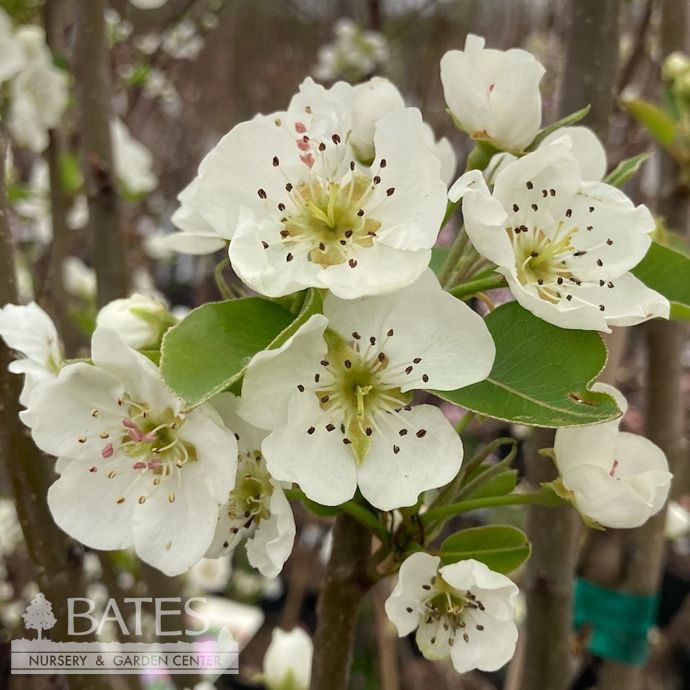 Edible #15 Pyrus com Kieffer/ Semi-dwarf Pear