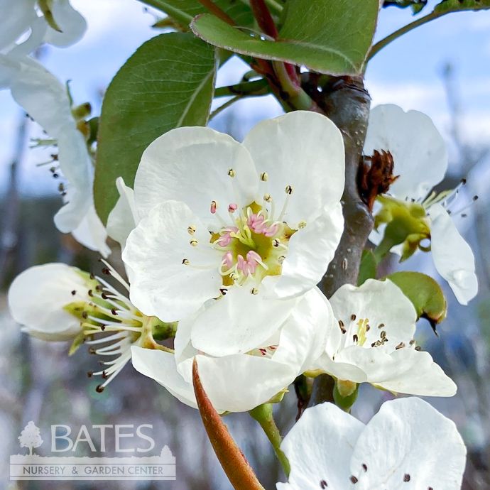 Edible #15 Pyrus com Kieffer/ Semi-dwarf Pear