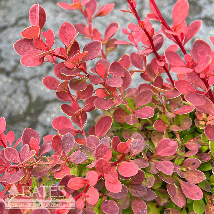 #3 Berberis thun PW Sunjoy &#39;Tangelo&#39;/ Barberry