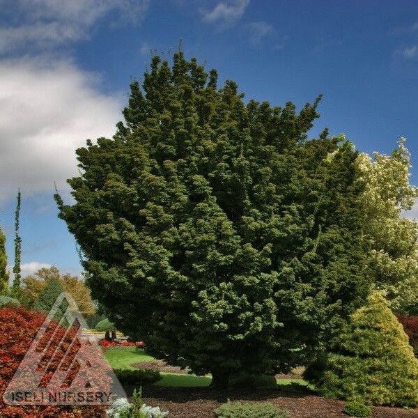 #15 BOX Acer pal Shishigashira/ Upright Green Female Lion’s Head Japanese Maple