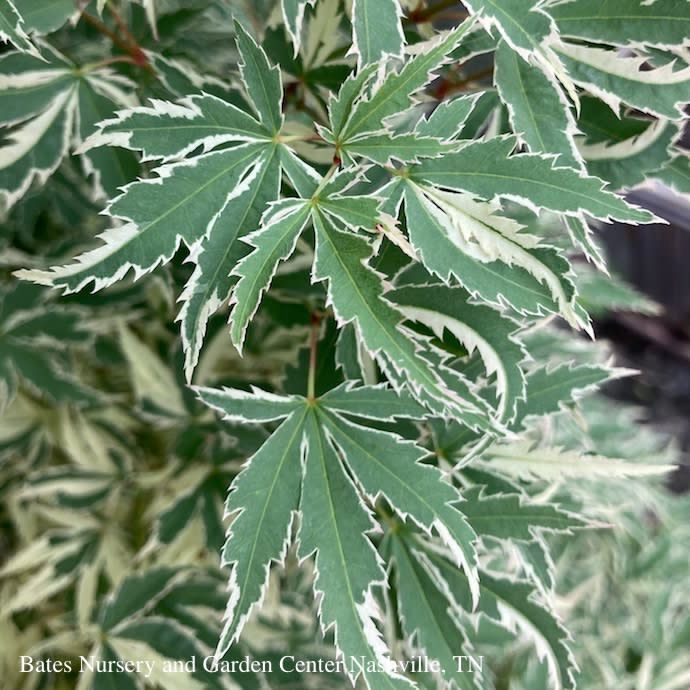 #3 Acer pal Butterfly/ Upright Variegated Japanese Maple