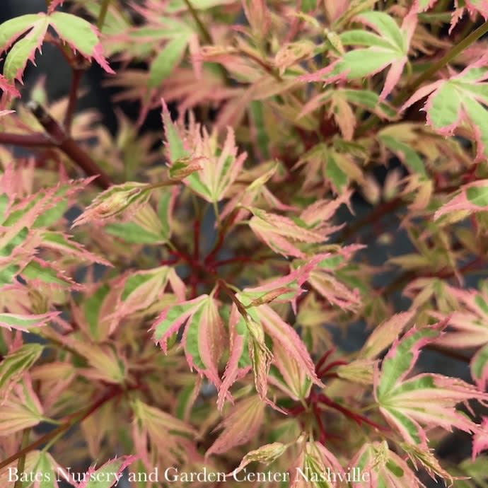 #3 Acer pal Butterfly/ Upright Variegated Japanese Maple