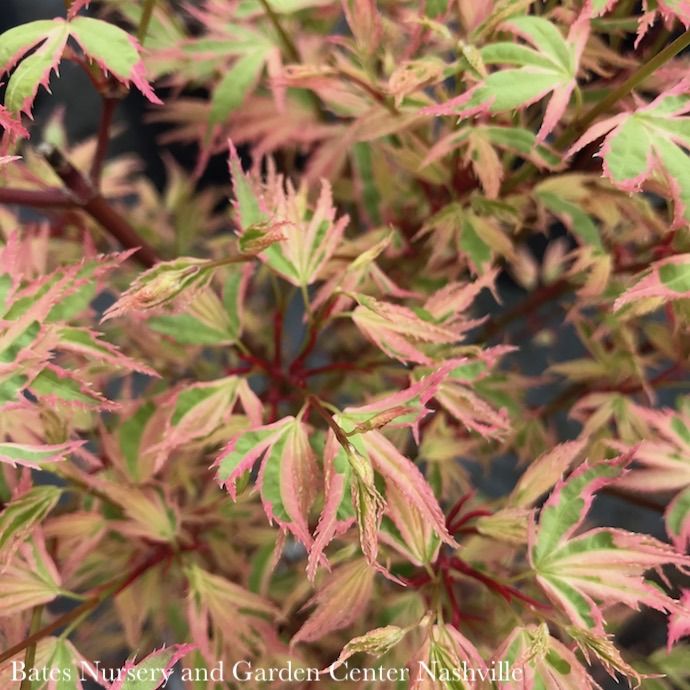 #15 BOX Acer pal Butterfly/ Upright Variegated Japanese Maple
