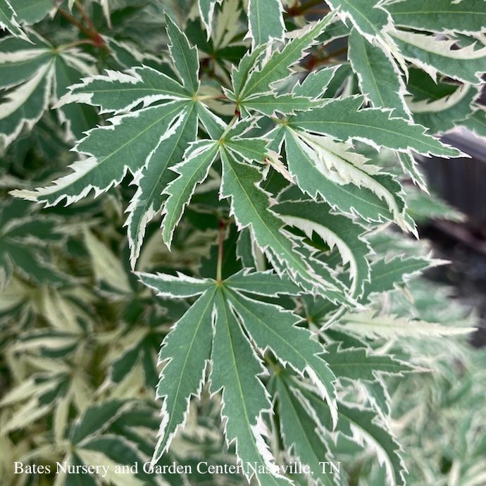 #1 Acer pal Butterfly/ Upright Variegated Japanese Maple