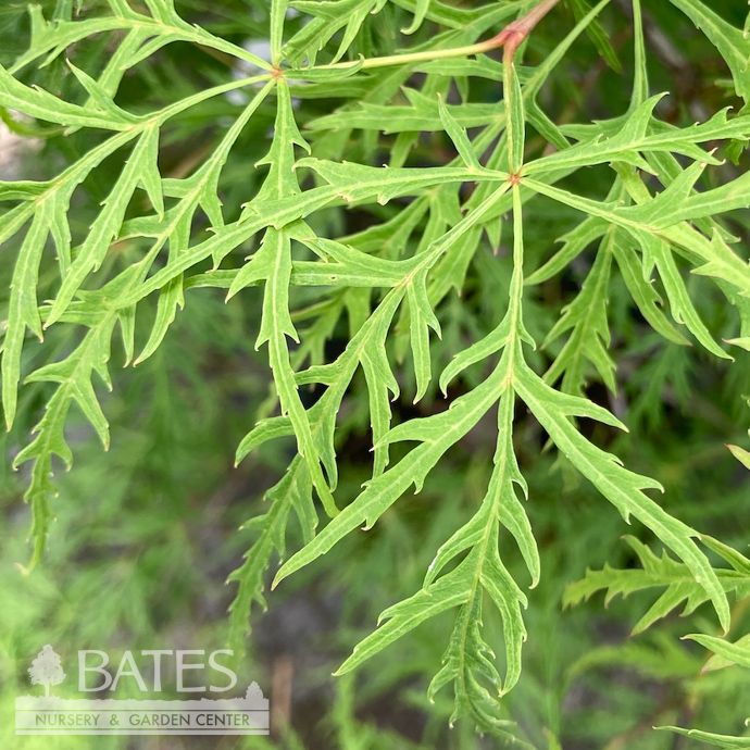#6 Acer pal var diss Viridis/ Green Weeping Japanese Maple