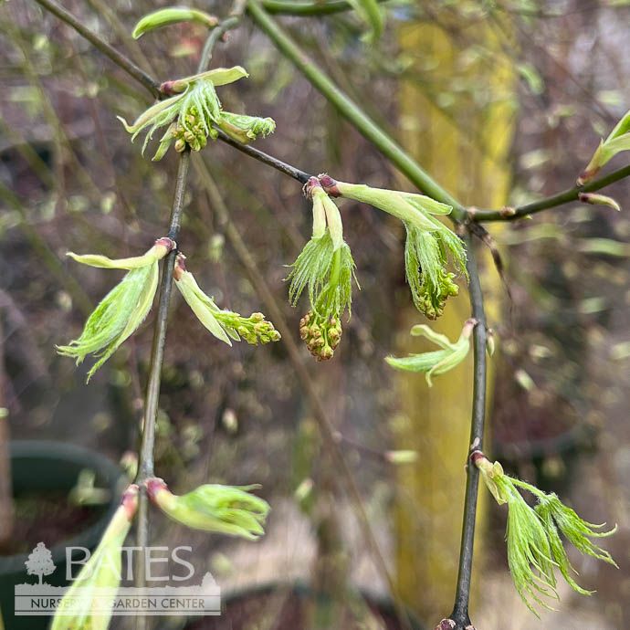 #15 BOX Acer pal var diss Viridis/ Green Weeping Japanese Maple