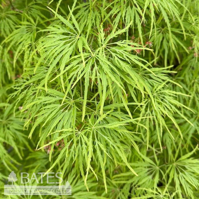#15 BOX Acer pal var diss Viridis/ Green Weeping Japanese Maple
