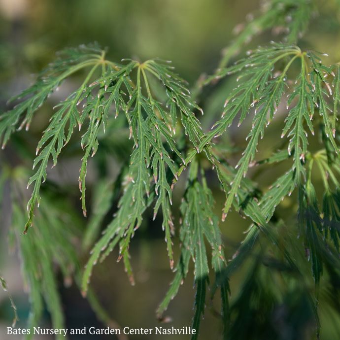 #10 Acer pal var diss Viridis/ Green Weeping Japanese Maple