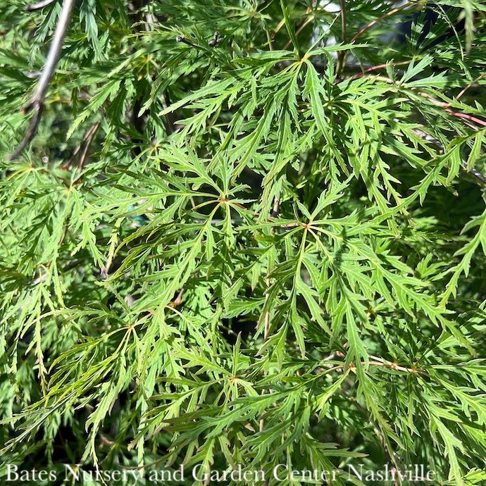 #10 Acer pal var diss Viridis/ Green Weeping Japanese Maple