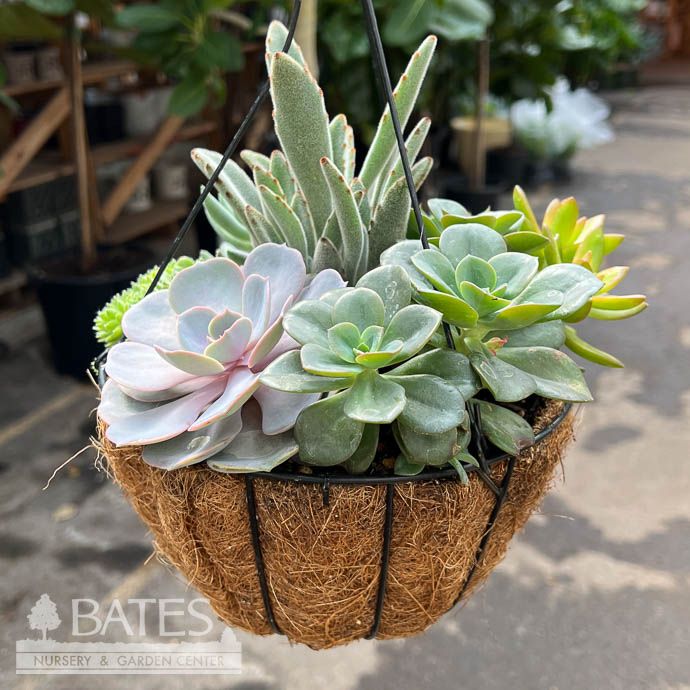 8HB Hanging Coco Basket w/ Succulents