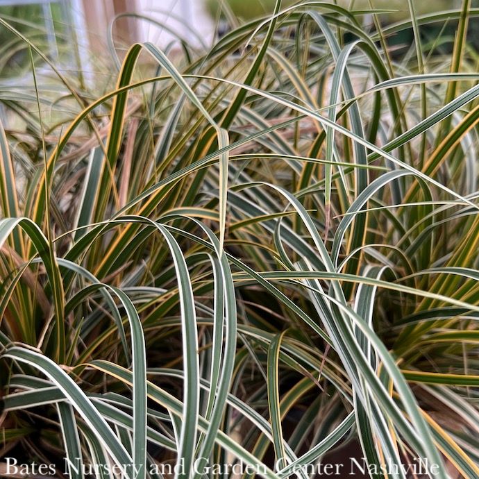 #1 Grass Carex osh SL EverColor &#39;Everglow&#39;/ Variegated Sedge