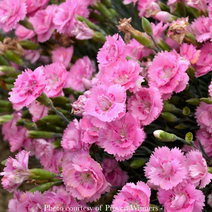 #1 Dianthus x PW Fruit Punch &#39;Sweetie Pie&#39;/ Pink