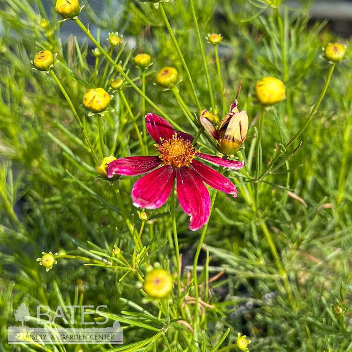 #1 Coreopsis vert Sizzle &amp; Spice &#39;Zesty Zinger&#39;/ Compact Magenta &amp; White Tickseed Native (TN)