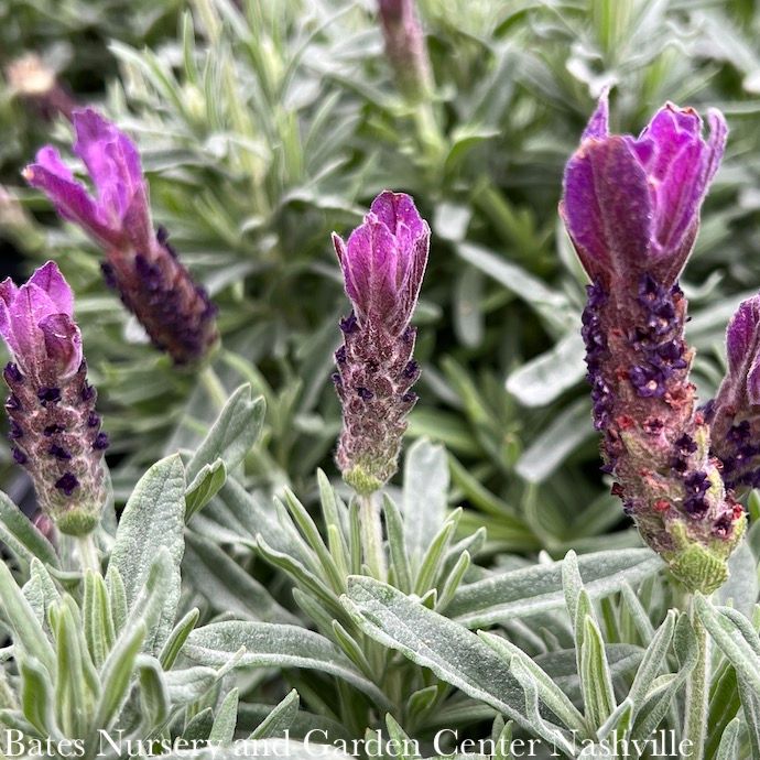 8P Lavandula stoechas Primavera/ Spanish Lavender - No Warranty
