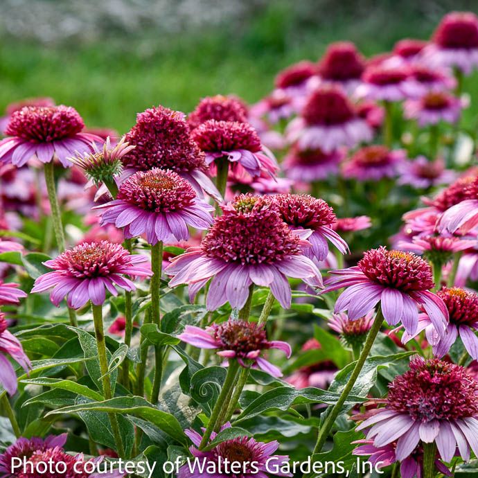 #1 Echinacea x Double Coded &#39;Everything&#39;s Rosy&#39;/ Pink Coneflower
