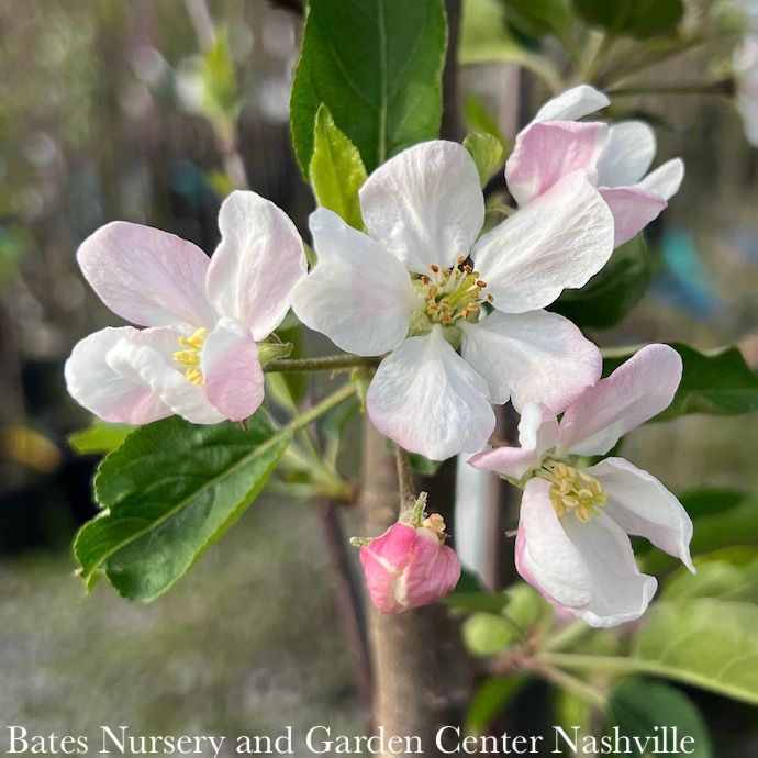 Edible #7 Malus dom Red Delicious/ Semi-dwarf Midseason Apple