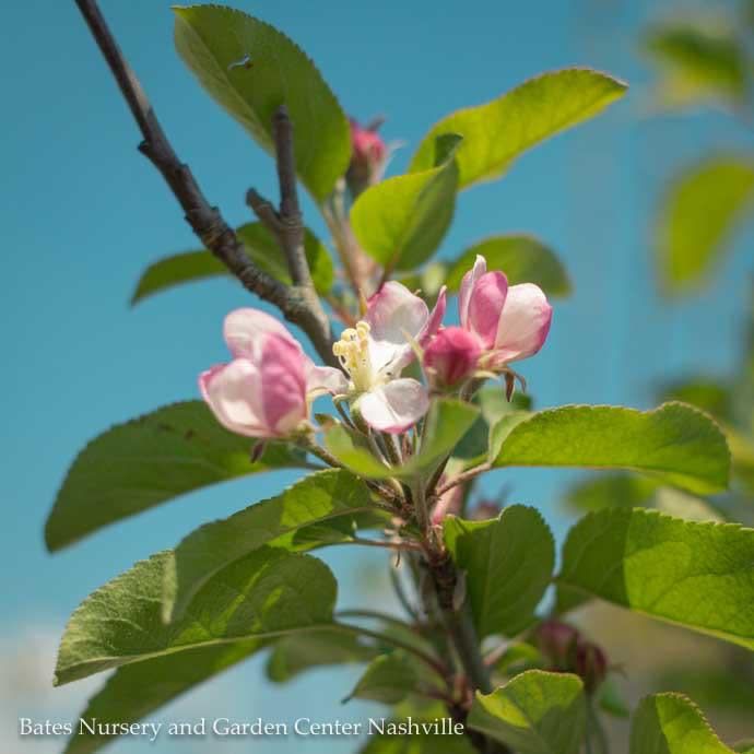 Edible #7 Malus dom Red Delicious/ Semi-dwarf Midseason Apple