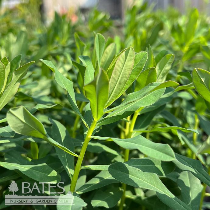 #1 Euphorbia polychroma/ Cushion Spurge