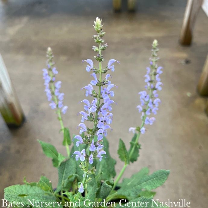 #1 Salvia nem PW Color Spires &#39;Crystal Blue&#39;