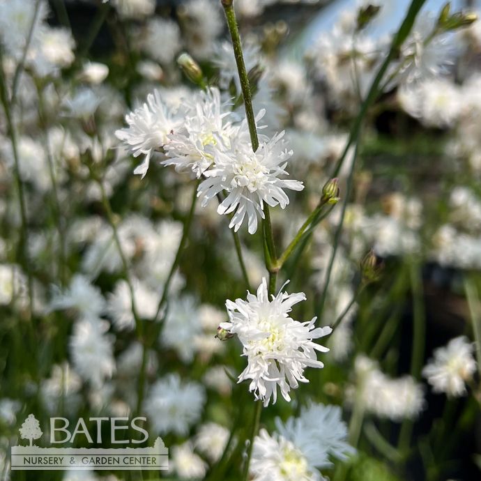 #1 Lychnis flos-cuculi Petite Henri/ White