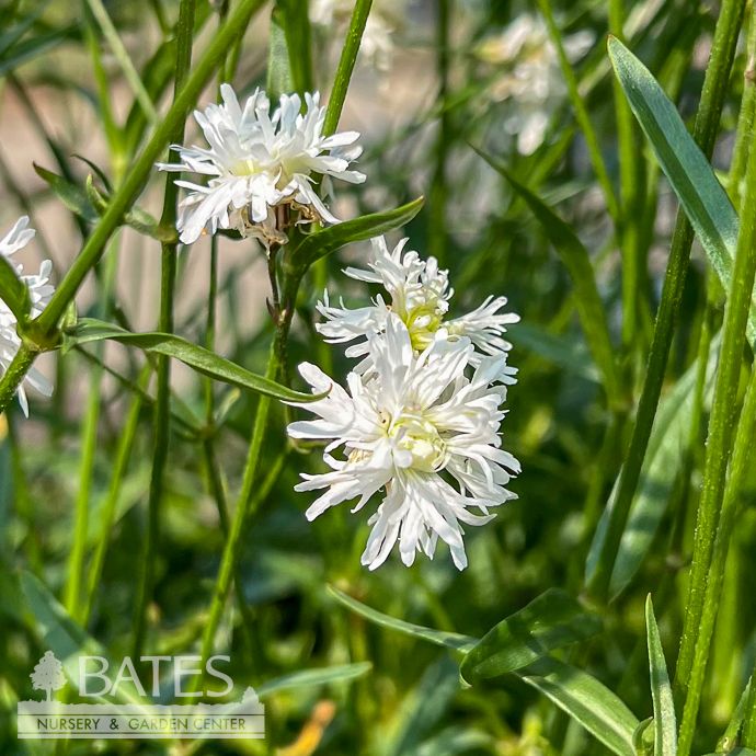 #1 Lychnis flos-cuculi Petite Henri/ White