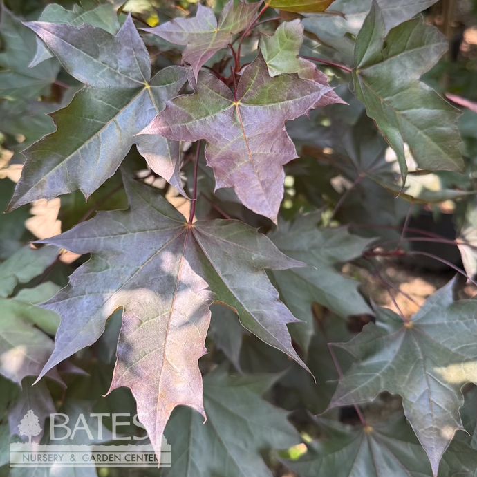 #15 Acer truncatum x platanoides Crimson Sunset/ Hybrid Norway Maple